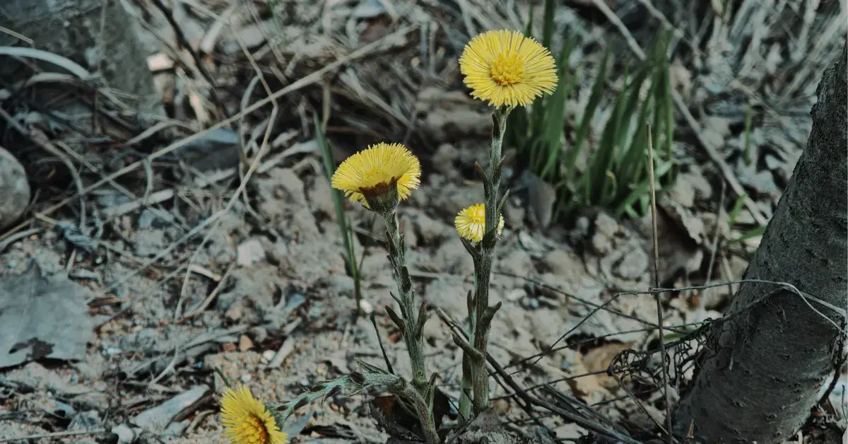 Мать-и-мачеха: лечебные свойства, применение и важные рекомендации
