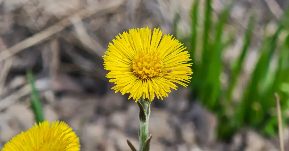 Мать-и-мачеха: лечебные свойства, применение и важные рекомендации