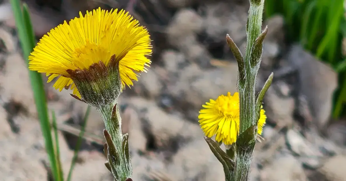 Мать-и-мачеха: лечебные свойства, применение и важные рекомендации