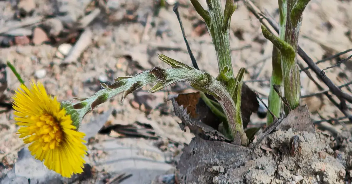 Мать-и-мачеха: лечебные свойства, применение и важные рекомендации