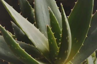 Лекарственное растение Алоэ вера