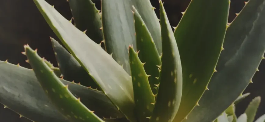 Лекарственное растение Алоэ вера