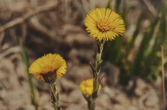Лекарственное растение Мать-и-мачеха