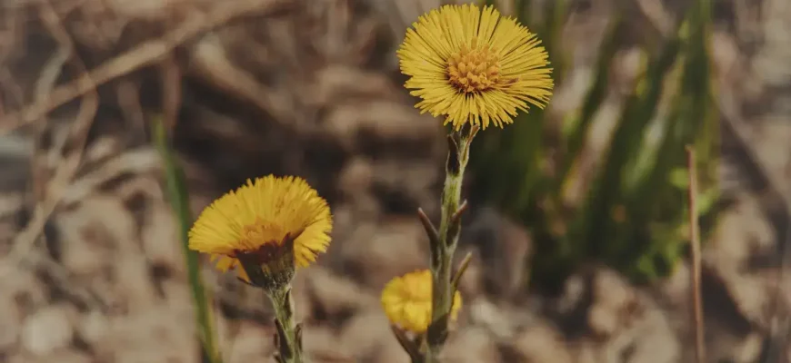 Лекарственное растение Мать-и-мачеха