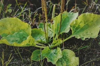 Лекарственное растение Подорожник