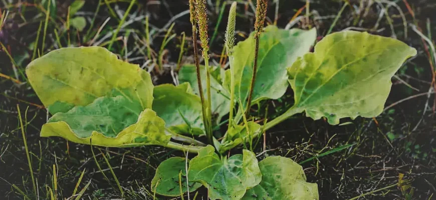 Лекарственное растение Подорожник