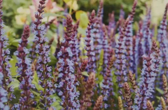 Лекарственное растение Шалфей