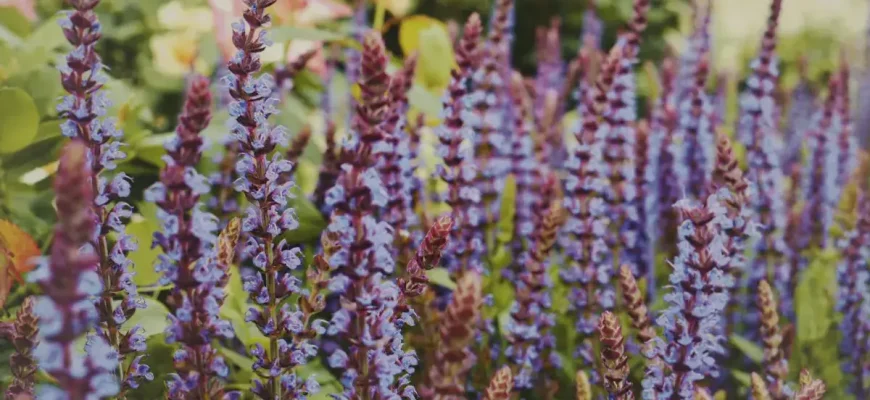 Лекарственное растение Шалфей